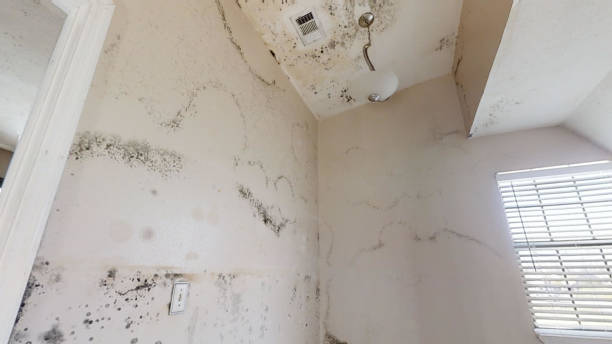 Best Mold Odor Removal Services  in Centerville, UT