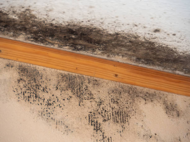 Best Mold Remediation for Healthcare Facilities  in Centerville, UT