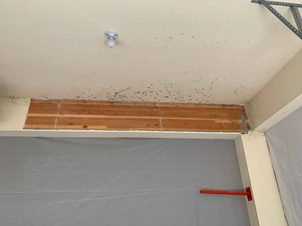 Best Mold Prevention Services  in Centerville, UT